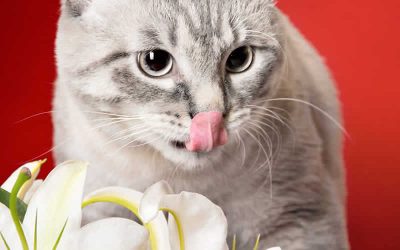 Common toxins in cats